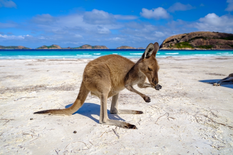 Kangaroo at Lucky Bay, Cape Le Grand National Park, WA © Tourism Western Australia Kangaroo at Lucky Bay, Cape Le Grand National Park, WA © Tourism Western Australia